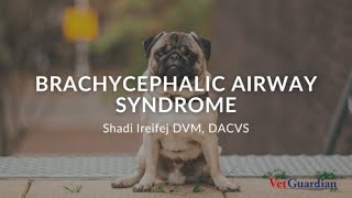 Brachycephalic Airway Syndrome [upl. by Thorlay]