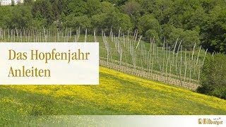 Das Hopfenjahr  Anleiten [upl. by Severen]