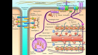 DIU 2020 D BONNET Cardiomyopathies [upl. by Trovillion]