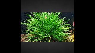 Tips in growing Eriocaulon sp Vietnam [upl. by Alleras170]