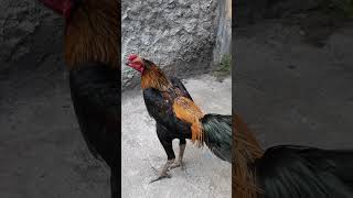 JALAK EMAS  Ayam Jenis Khoyngon full brakot [upl. by Liartnod]