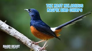 100 Tempting The Most Melodious Magpie Bird Sounds in the World [upl. by Reinaldos]