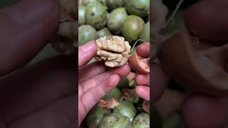 Indian badam fruitshortsviral [upl. by Miof Mela]