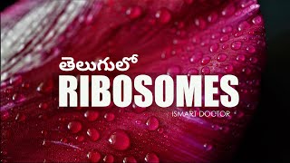 Ribosomes in Telugu [upl. by Tterab642]