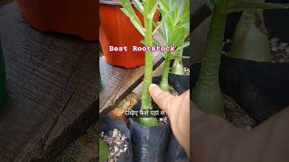 Best Rootstock adenium gardening desertroseplant [upl. by Fiske]