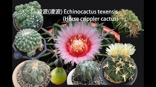 加仙人掌凌波介紹 Echinocactus texensisHorse Cripplet cactus introduction [upl. by Yarehs448]