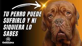 EPILEPSIA EN PERROS SÍNTOMAS ¿Puede afectar a tu perro [upl. by Latty2]