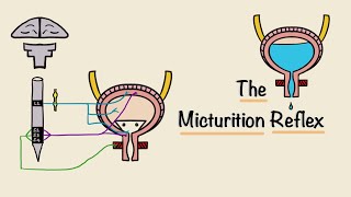 The Micturition Reflex  Bladder Nerve Supply  Renal Physiology [upl. by Ymirej930]