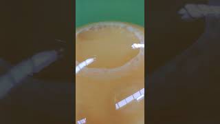 Rheoscopic Fluids shortvideo beautiful amazing viral satisfaying [upl. by Edrick408]