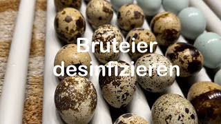 Bruteier desinfizieren  Bruteidesinfektion bei Kunstbrut  Eier säubern  Hühnerhaltung  Hühner [upl. by Mason615]