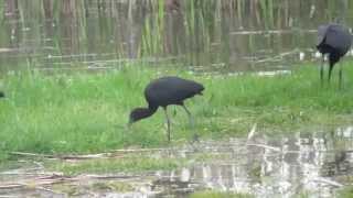 Glossy Ibis Plegadis falcinellus Bulgaria 2014 [upl. by Nelle]