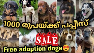 30 😱രൂപ മുതൽ PETS വന്നു🔥🔥 കുറഞ്ഞ വിലയിൽ അടിപൊളി PETS  Free adoption dogs  PETS POINT [upl. by Orban]