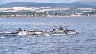 Common Dolphins  Cromarty Firth  24082023 [upl. by Rafa]