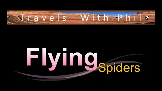 Flying Spiders  Travels With Phil [upl. by Sarchet387]