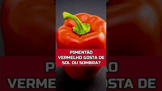 PIMENTÃO VERMELHO PREFERE SOL OU SOMBRA horta viral agricultura [upl. by Shaylynn]