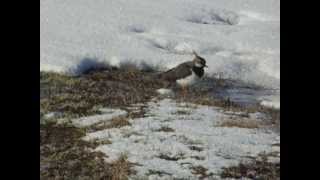 Pempė  Northern Lapwing  Vanellus vanellus [upl. by Jermaine]