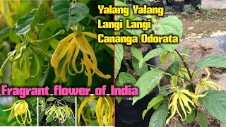 Yalang Yalang Langi Langi Cananga Odorata Fragrant flower of India [upl. by Trauts]