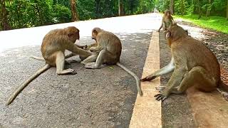 Beautiful Mohanokor monkey family at Bayon Garden [upl. by Marih664]