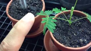 Mimosa pudica leaf touch response [upl. by Madox]