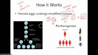 Parthenogenesis [upl. by Merrell467]