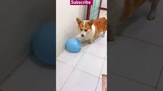 corgi dog funny pets cute pet animal explore cutebaby hajjmemories [upl. by Peppel]