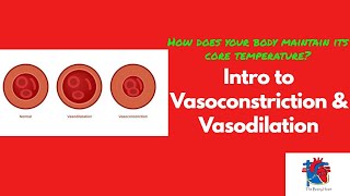 Intro to Vasoconstriction amp Vasodilation [upl. by Dlanigger]