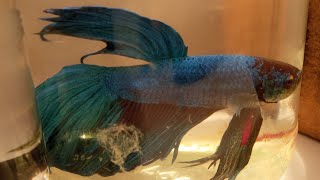 Siamese fighting fish Fighter Fish Life  Part 26 THE EXPLORER is live [upl. by Cas]