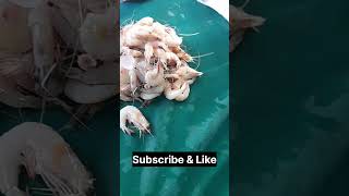 Fresh Fishes amp Prawns from Liaquat Market  Malir Kala Board [upl. by Hadeehuat]