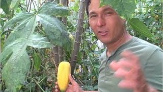 Sweet Goumi Fruit Tree and other Unknown Fruit Crops in My Garden [upl. by Eceinehs]