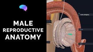 Male Reproductive Anatomy  3D Anatomy Tutorial  Narrated  UKMLA  CPSA [upl. by Cornelius]