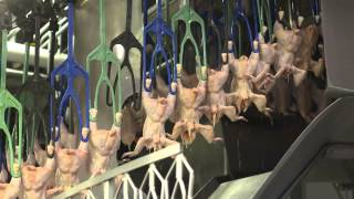 An Inside Look at US Poultry Processing [upl. by Hsac]