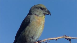 Piquituerto común Loxia curvirostra Red Crossbill [upl. by Ebner867]