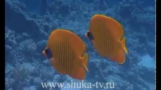 Рыбы бабочки Красного моря Butterflies Fish Red Sea [upl. by Ploss]