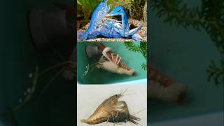 Crayfish mating video crayfishbreeding crayfishmating crayfishpair [upl. by Zetra]