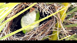 Wild Quaker Parakeets Florida [upl. by Aristotle]