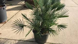 Chamaerops humilis ‘Cerifera’ [upl. by Etnwahs]