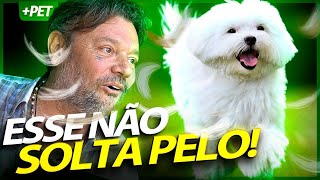 CACHORRO MALTÊS UM CACHORRO DE APARTAMENTO QUE NÃO SOLTA PELO  RICHARD RASMUSSEN [upl. by Ambrogino]