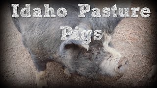 Idaho Pasture Pigs [upl. by Renny580]