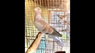 PigeonRingneck Dove Hybrid Male Nest Coo [upl. by Lalo366]