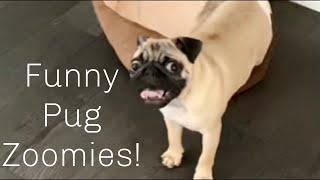 Funny Pug Puppy Zoomies Compilation [upl. by Koran]