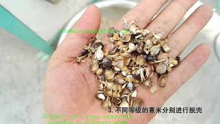 Jobs Tears Hulling Machine Chinese Pearl Barley Dehuller Coix Seed Shelling Machine [upl. by Alberto]