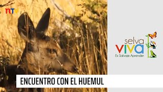 Selva Viva Patagonia en NTV quotEncuentro con el Huemulquot [upl. by Nurat]