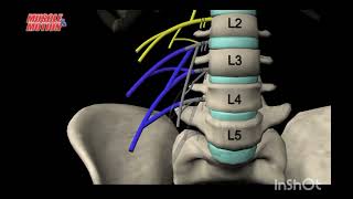 The Lumber Plexus  Anatomy Tutorial medicalstudent greysanatomy [upl. by Tneciv]