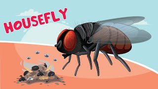 Housefly  Fly Video [upl. by Aniras]