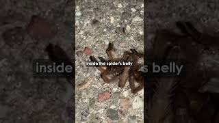 WASPS VS SPIDERS joerogan nature mma jre wasps animals insects comedy [upl. by Feodora583]