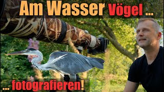 Vögel am Wasser fotografieren 📷 und beobachten Den Graureiher mal anders fotografieren [upl. by Shabbir33]