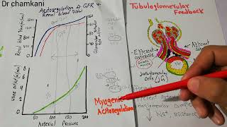 Renal  Autoregulation Updated [upl. by Accissej976]