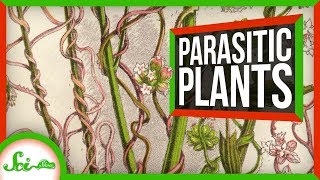 This Parasitic Plant Stole Over 100 Genes From Other Plants  SciShow News [upl. by Trebleda]