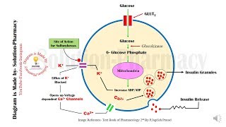 Sulfonylurease Mechanism of Action Animation  Anti Diabetics  Sulfonylurease  Diabetes Mellitus [upl. by Ahsieit]