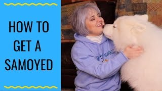 Tips And Tricks For Buying A Samoyed  Where Should I Buy A Samoyed [upl. by Nol]